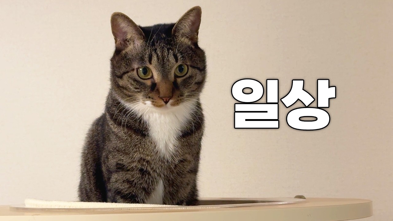 완벽한 집고양이의 일상...
