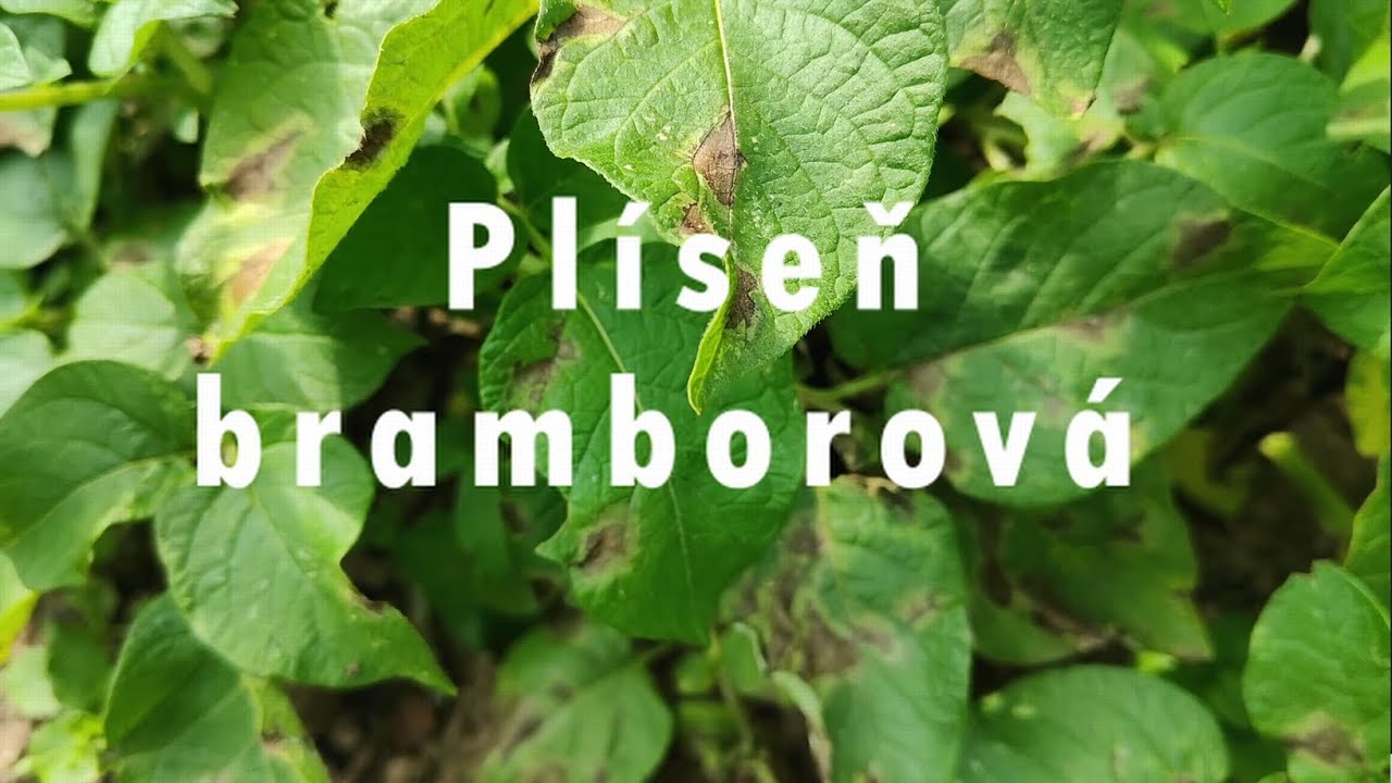 🦠 PLÍSEŇ BRAMBOROVÁ? 😱 Tímto POSTŘIKEM ji ZNIČÍŠ! 🥔 mandelinka