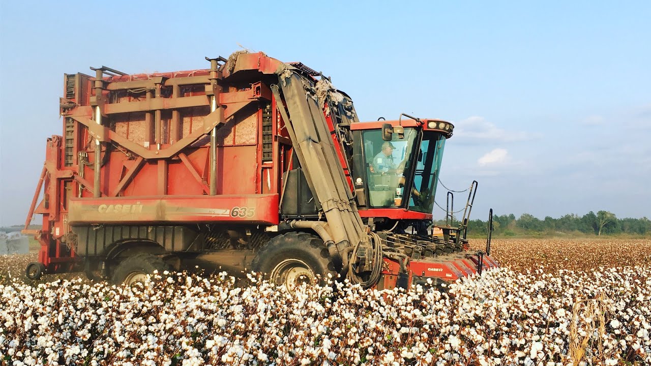 2019 Cotton Picking has begun.Case 635 Module Express Cotton Picker