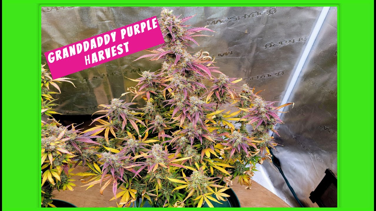 Watering My Outdoor Plants And Harvesting Grandaddy Purple! #MarsHydro #Adlite