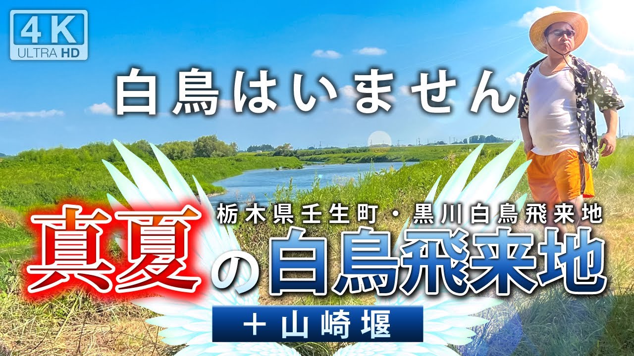 真夏の白鳥飛来地＋山崎堰 2025 （黒川 白鳥飛来地／栃木県壬生町）