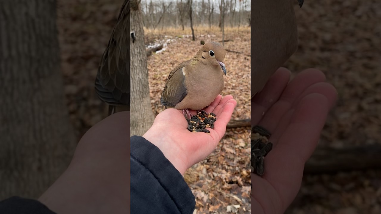 #naturetherapy #birds #birdfeeding #asmr #handfeedingbirds #mentalhealth #birdlovers #natureasmr