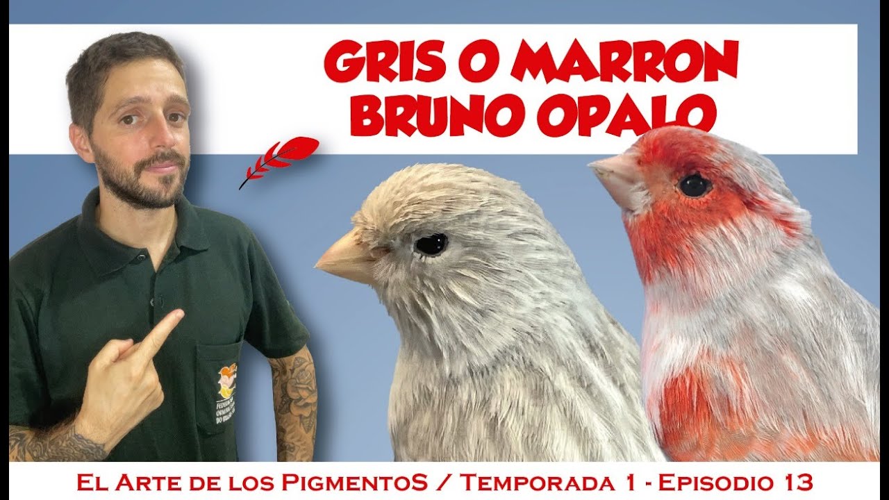 Canario bruno &oacute;palo, pigmentos, estandar, cruzamientos.