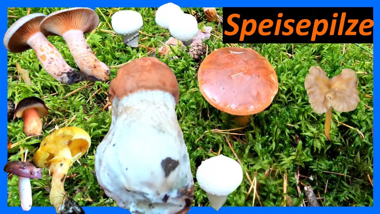 Viele Speisepilze für den Sammelkorb - Marone, Rotkappe, Reizker, Täubling, Stäubling uvm.
