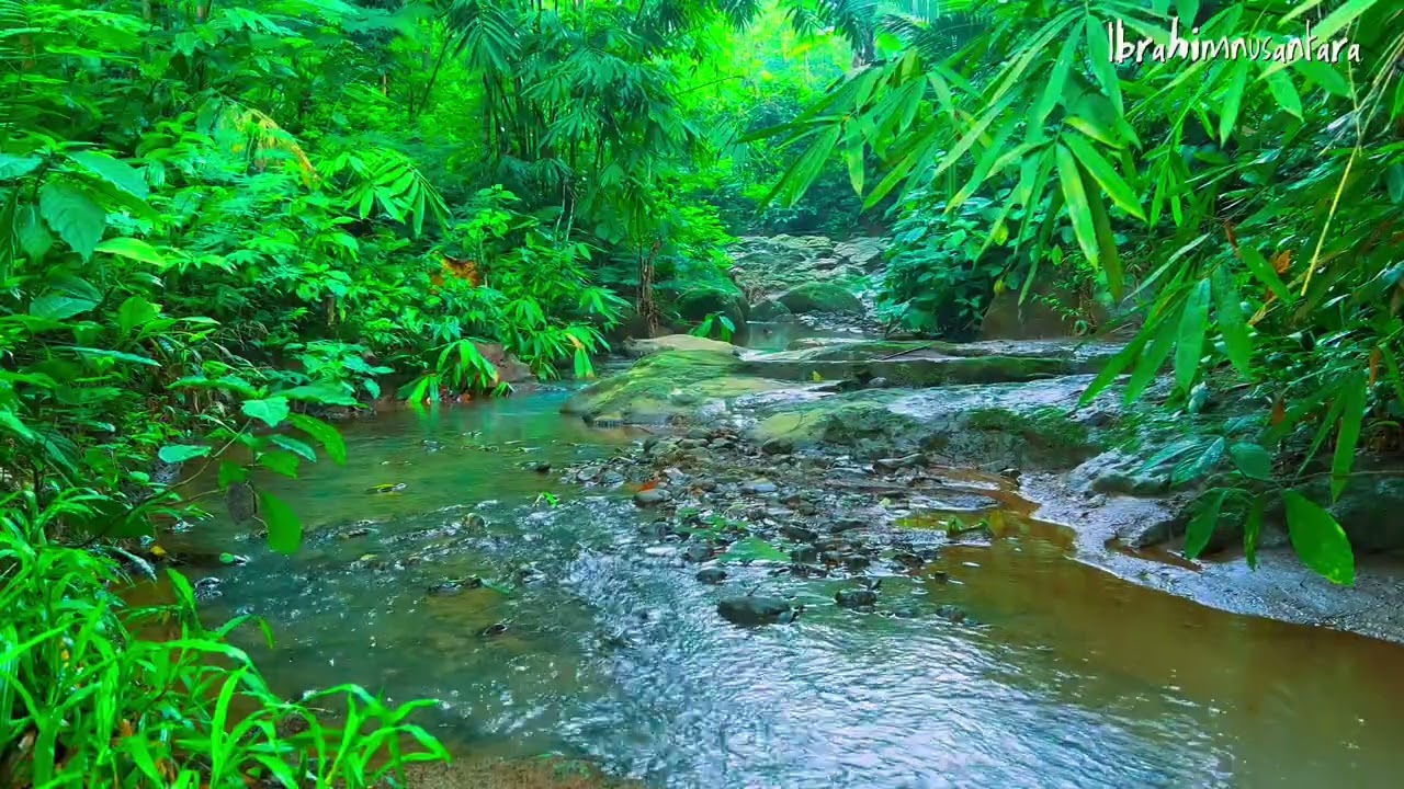 Enjoy the sound of a flowing river from the natural forest to increase concentration, ASMR,Bird song
