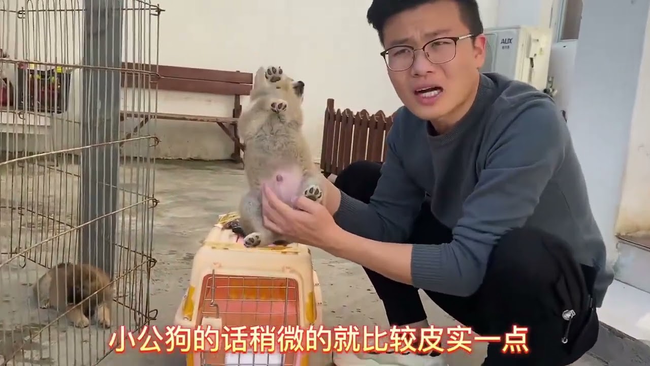 小家伙即将去新家临走时，几个兄弟伤心的打了起来，场面一度混乱