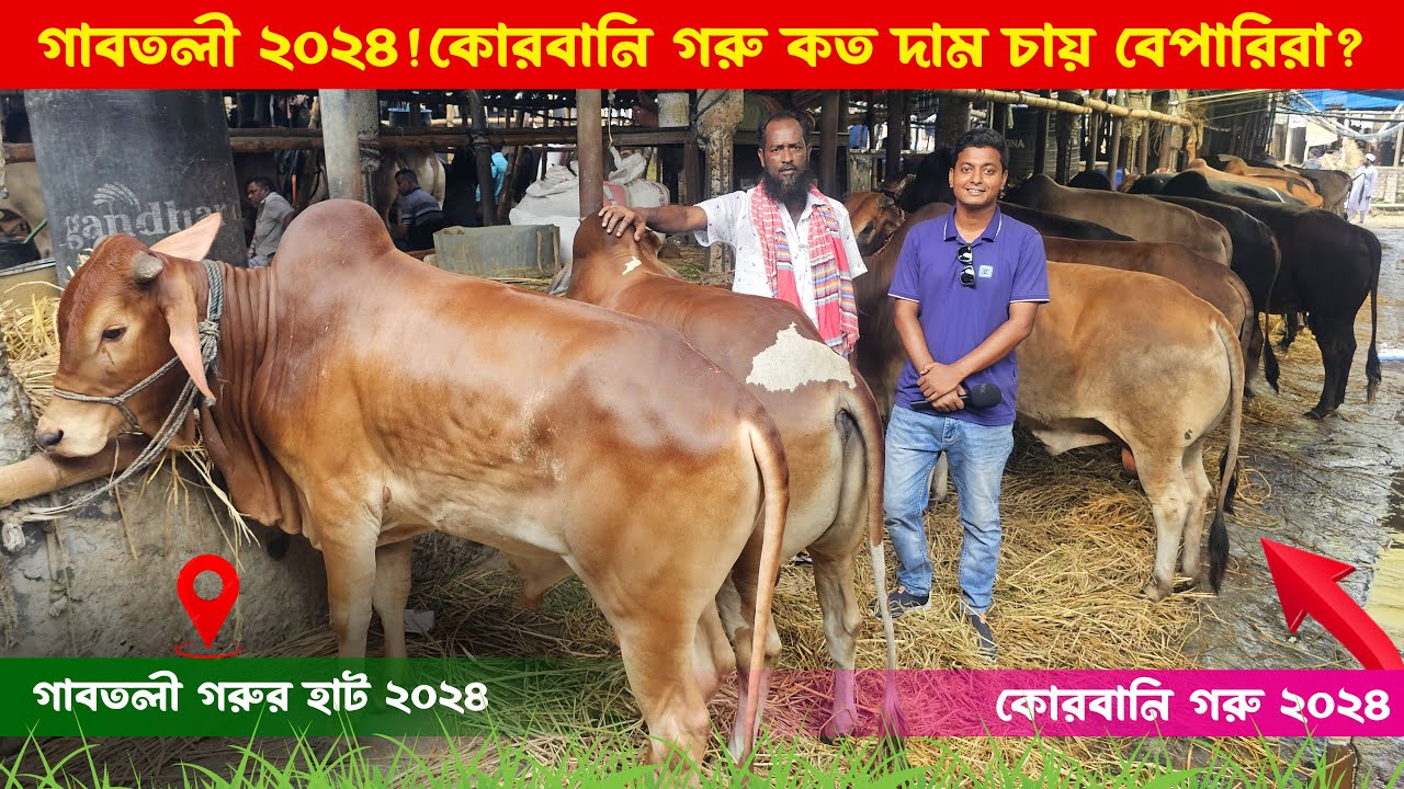 গাবতলী হাটে ছোট বড় মাঝারি 2024 কোরবানি গরু কত দাম চায় বেপারিরা || গাবতলী গরুর হাট ২০২৪ || কৃষি ঘর