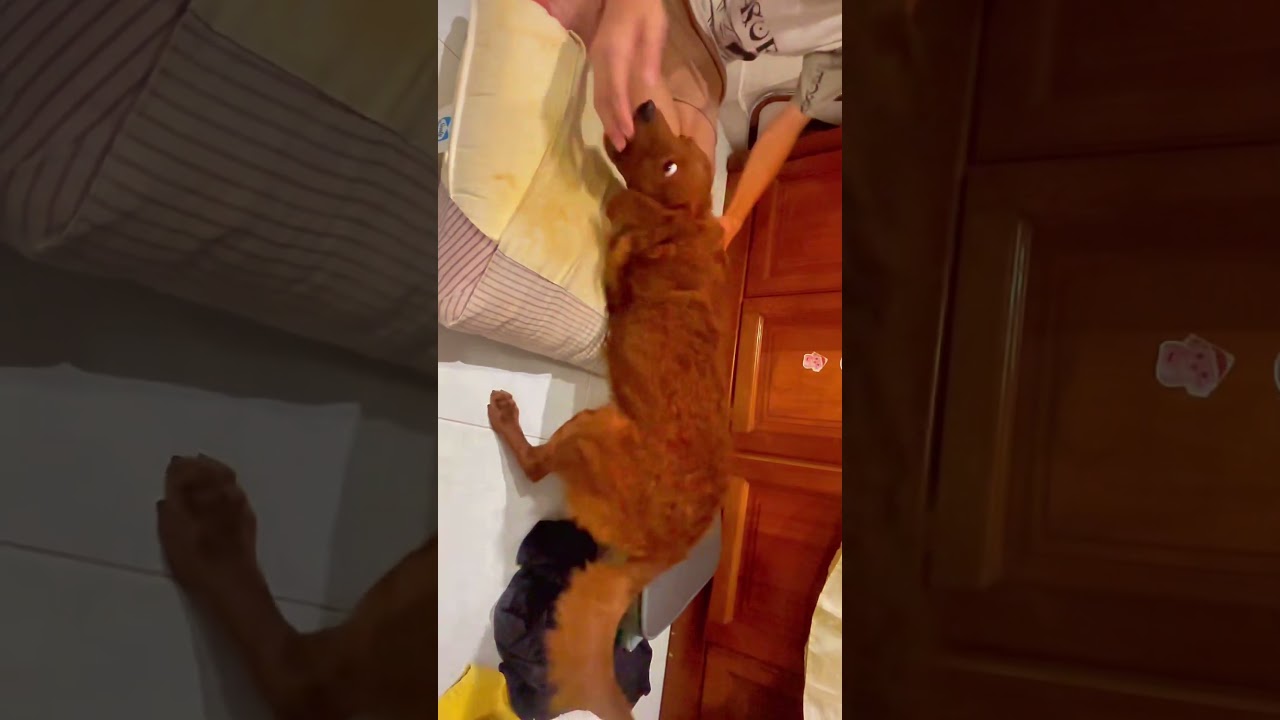 Tony’s pillow battle 💥 dig, bite, chaos 😂🐶