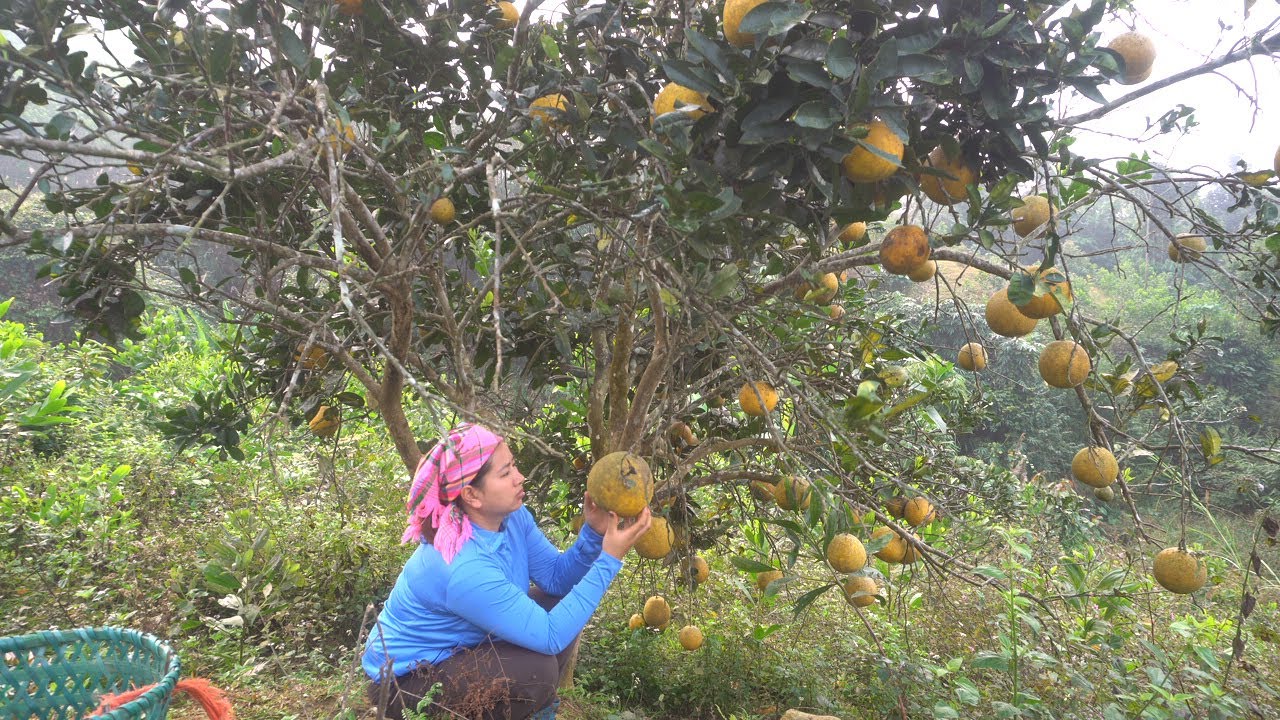 Life in the Forest: A Single Mother’s Tireless Day Selling Pomelos to Survive