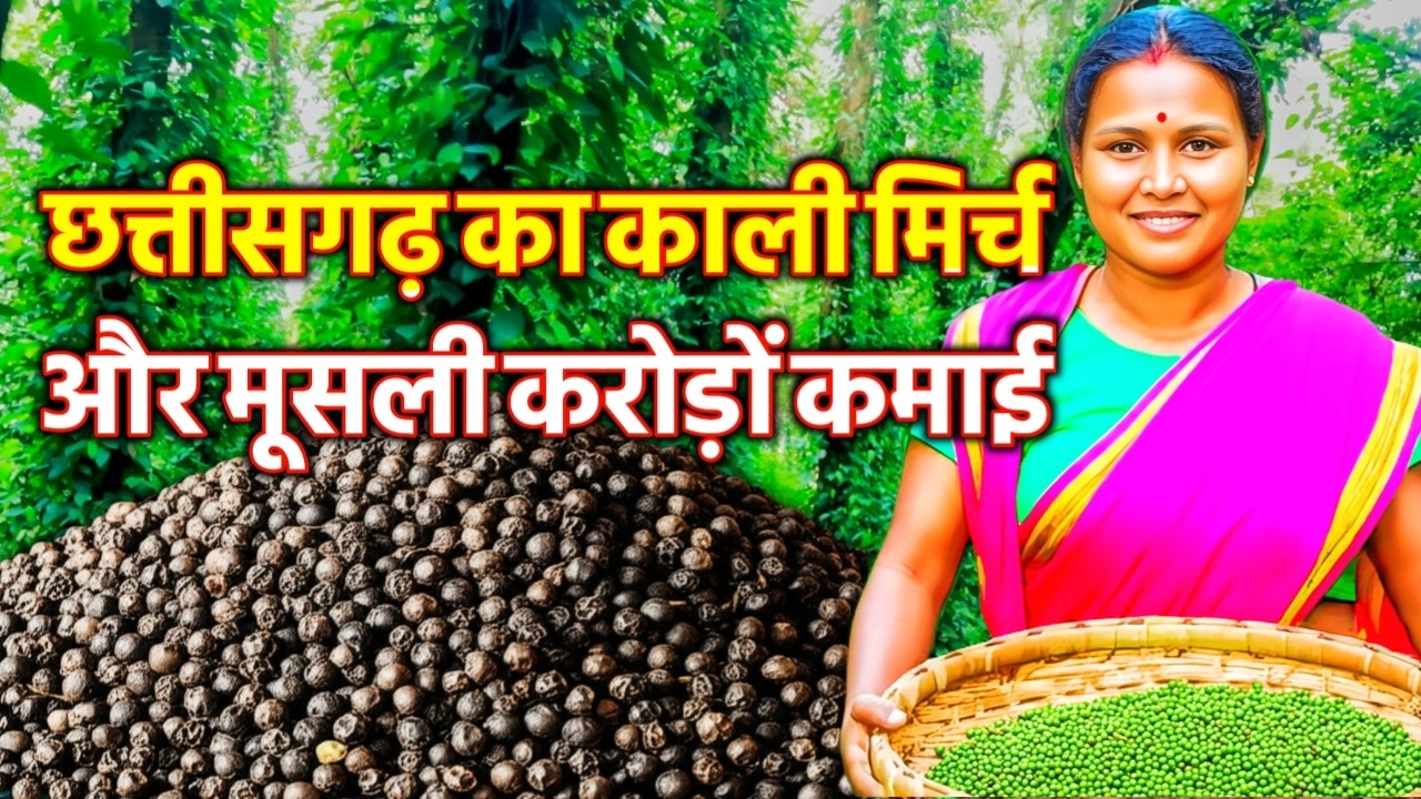 छत्तीसगढ़ में काली मिर्च की खेती कैसे करें? 🌱 | Black Pepper Farming Organic Guide