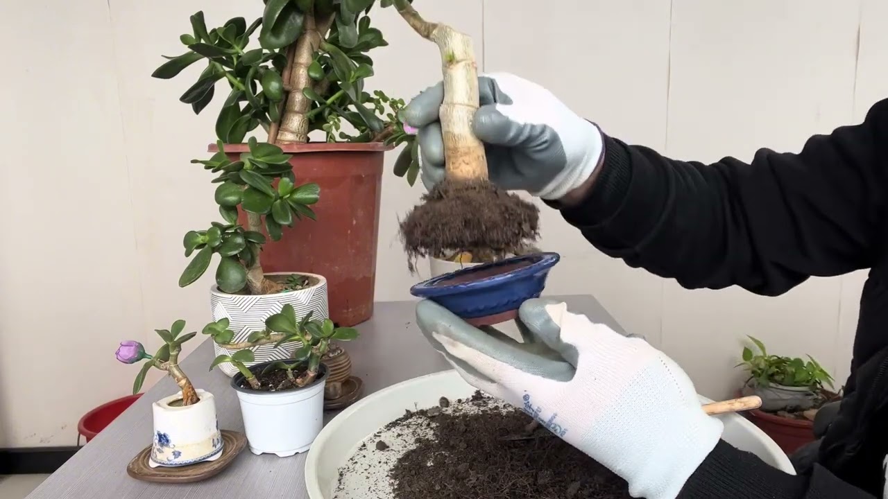 玉树什么时间换盆好如何挑选花盆很实用赶紧看看