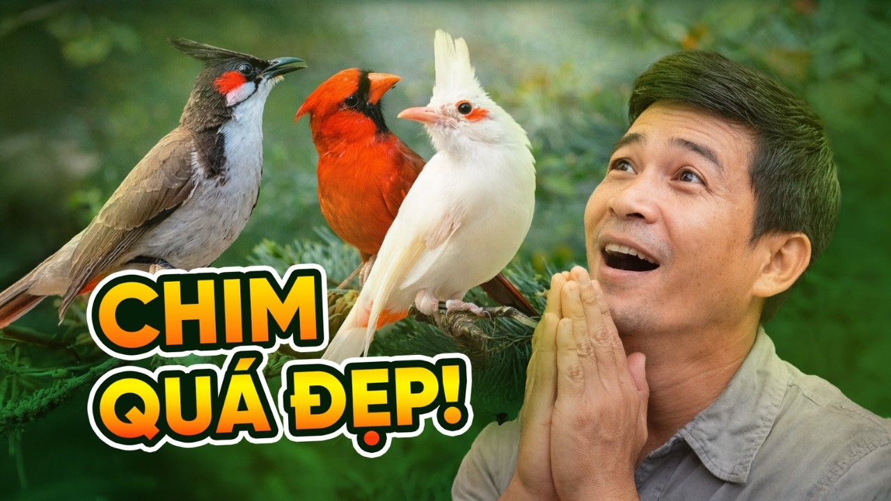 Luyện chào mào hót căng lửa, bí mật loài chim được mệnh danh 