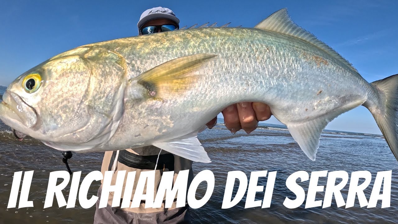La pesca dei pesci SERRA con uno speciale RICHIAMIO.