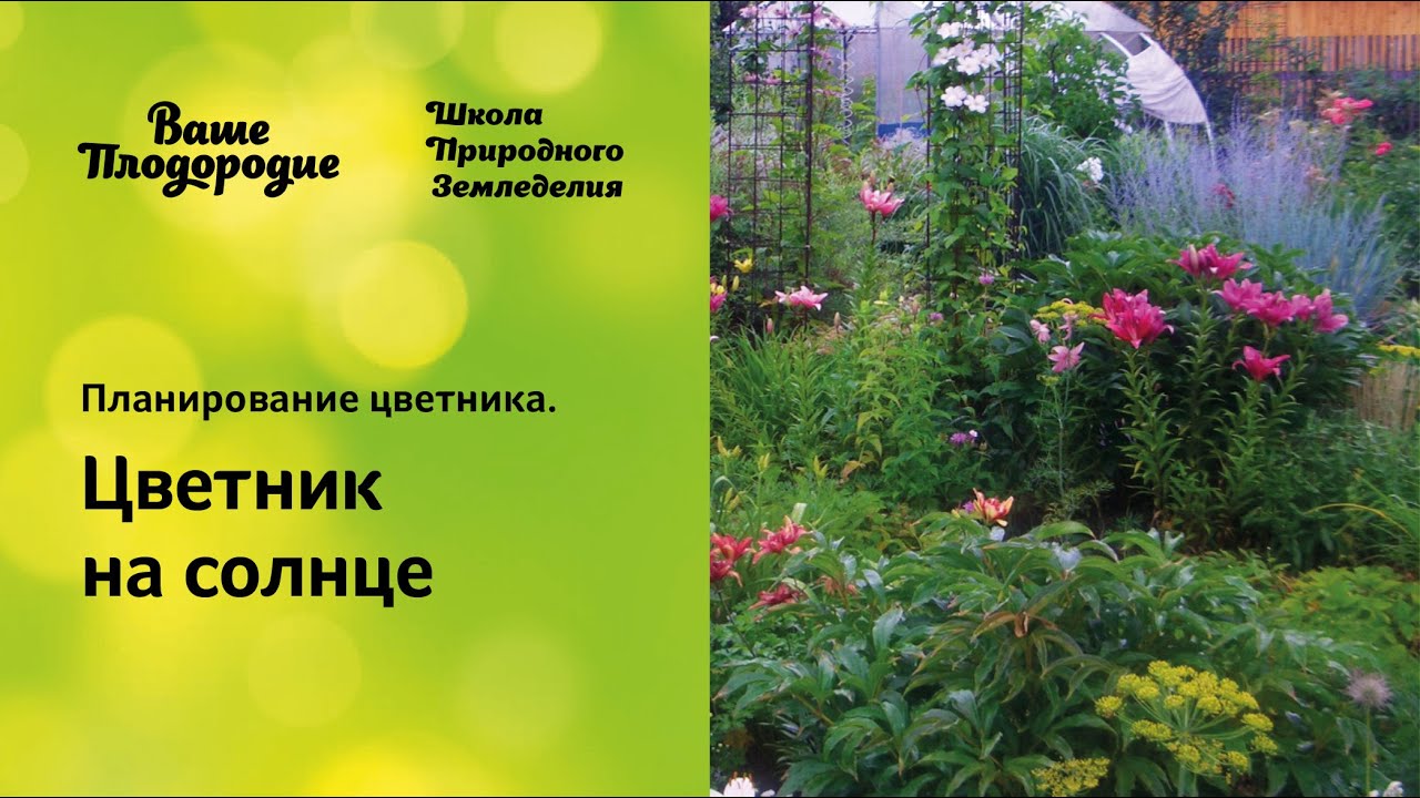 Планирование цветника. Цветник на солнце