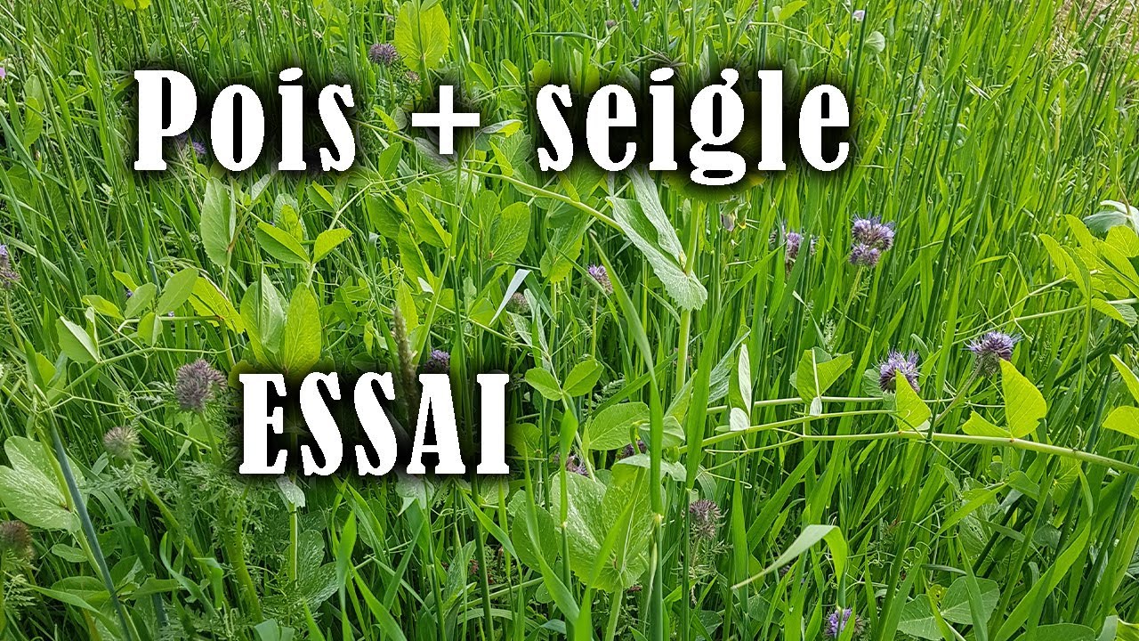 Stratégie contre la verse céréales : une association avec du pois.