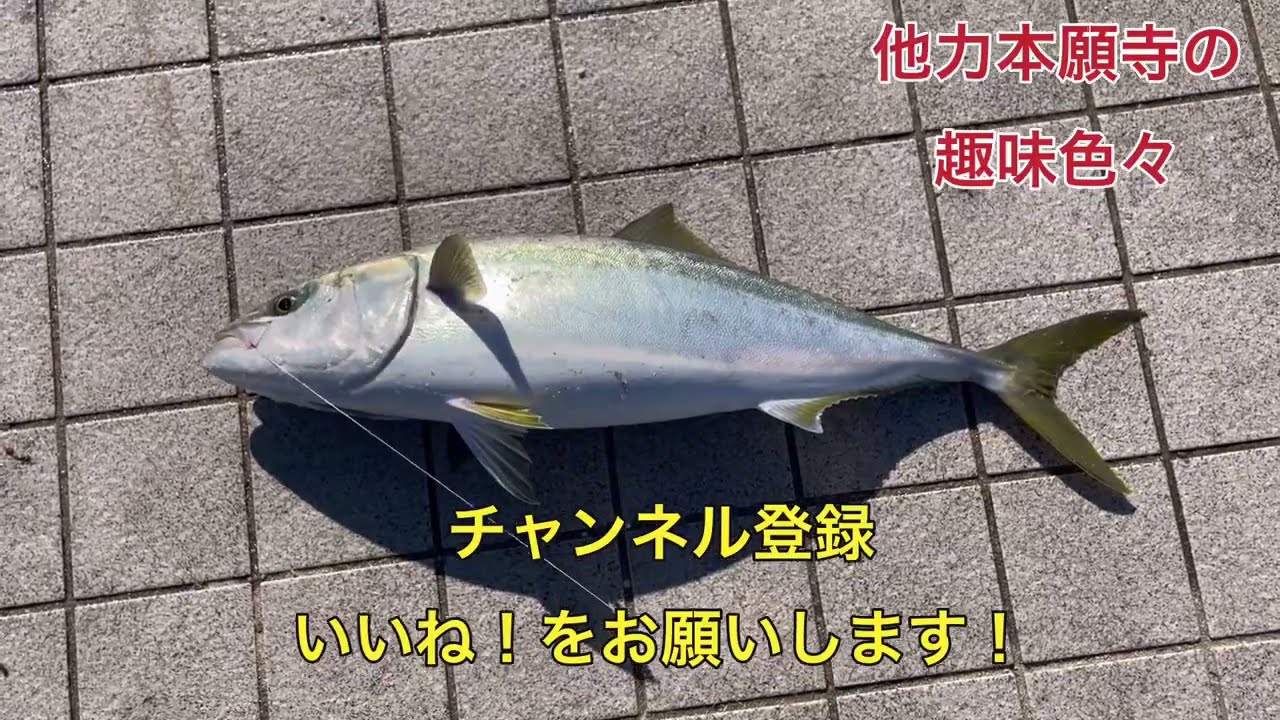 2025/11/22 5ヶ月ブリのブリ！丸々していい感じ！#広島 #釣り #広島湾 #ブリ #鰤 #yellowtale #コノシロ #泳がせ釣り #ユーチューバー #fishing 