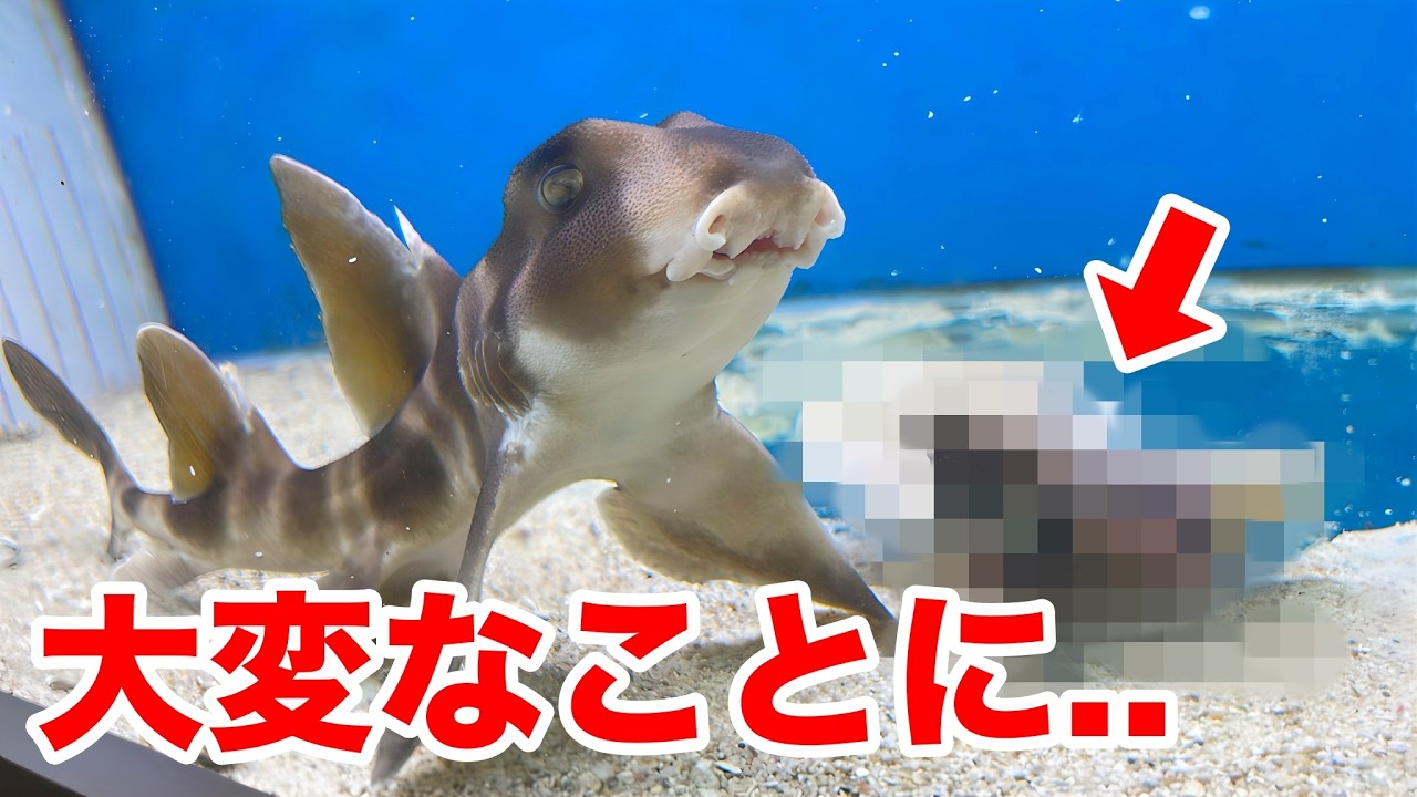 鮮魚スーパーで売っていた食用のサメにあるものを与えると...！！