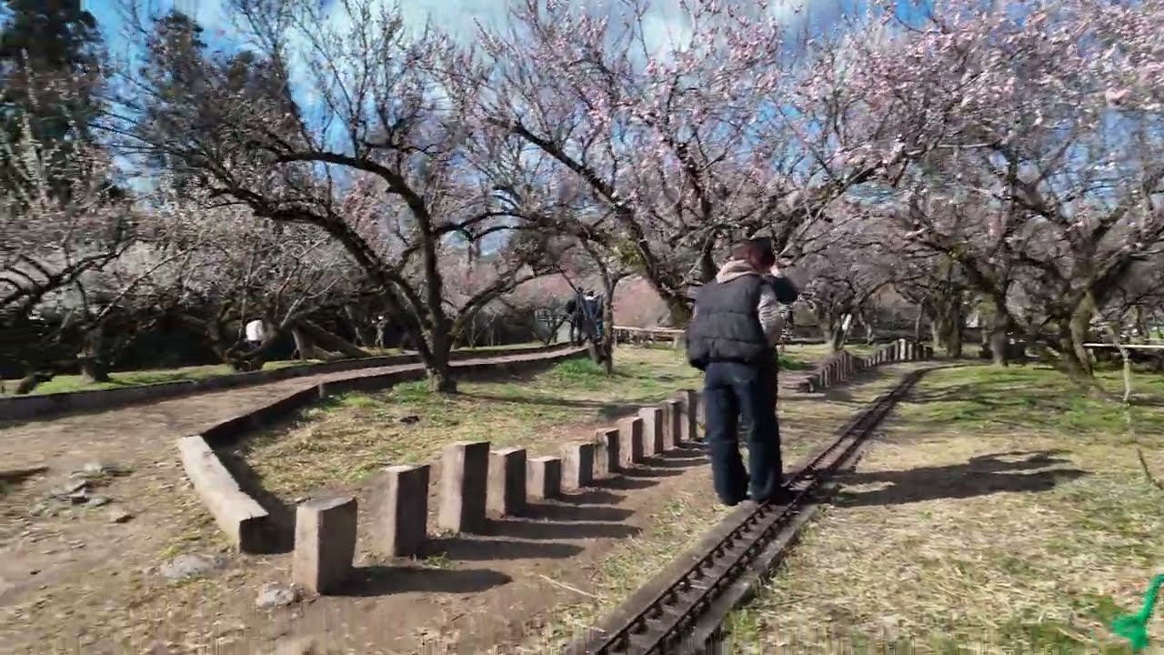 越生梅林6