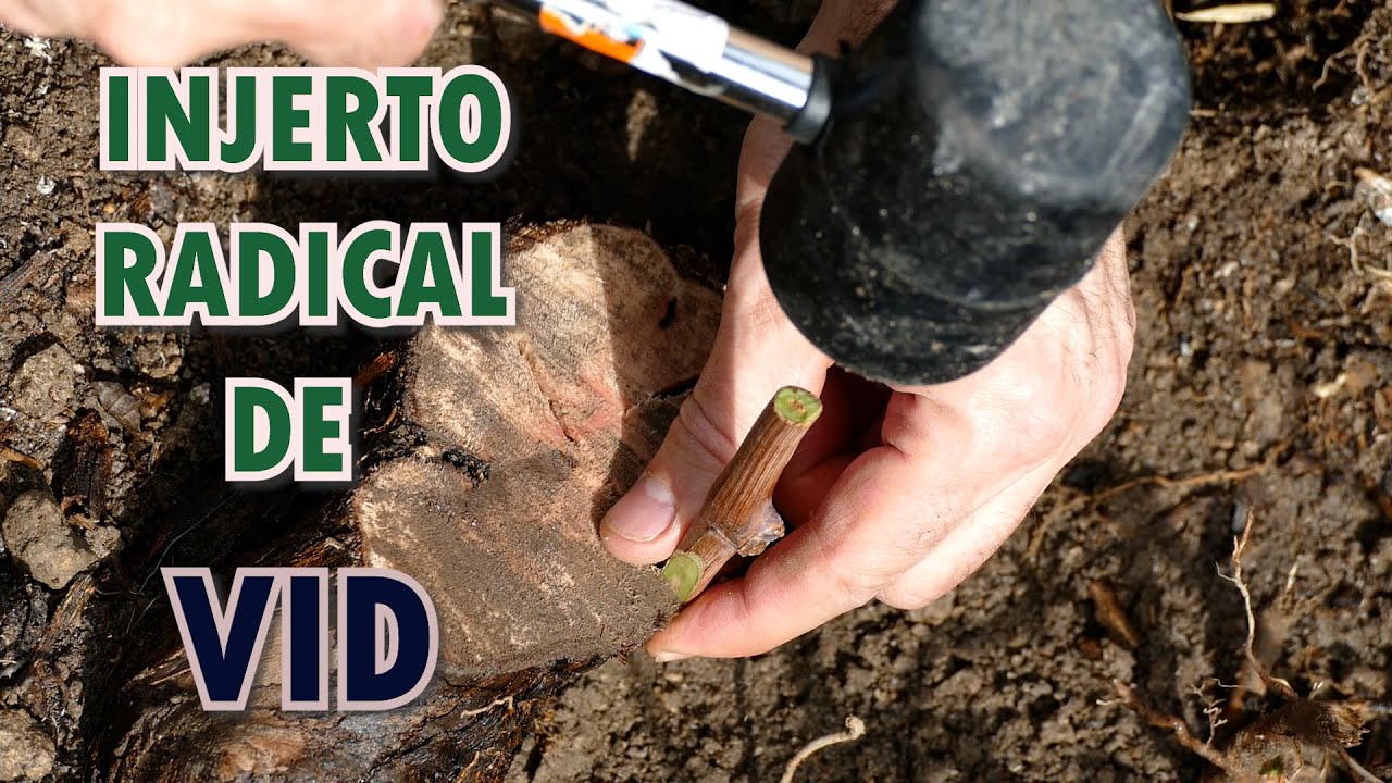 Cómo injertar una VID VIEJA no productiva, con una NUEVA variedad de UVA.  ¡Extremadamente radical!