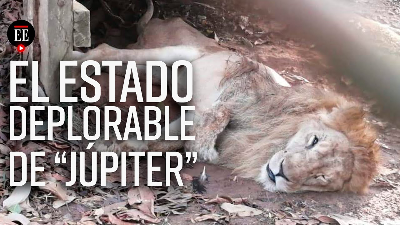 Jupiter, el león en estado de abandono en un zoológico en Córdoba - El Espectador