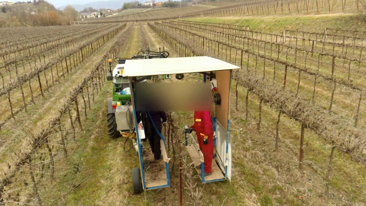 Potatura meccanica cordone libero con potatrice a dischi