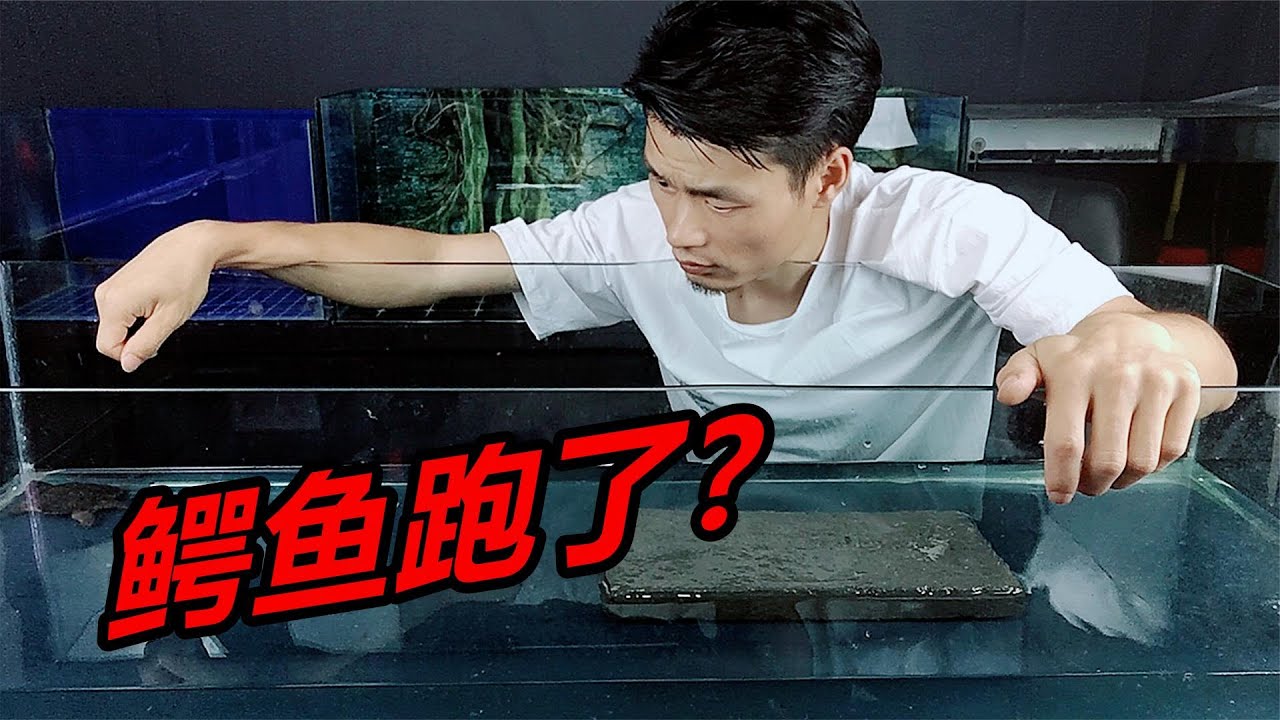 50公分的鳄鱼跑啦！就算把家里翻个底朝天，也要把你找出来