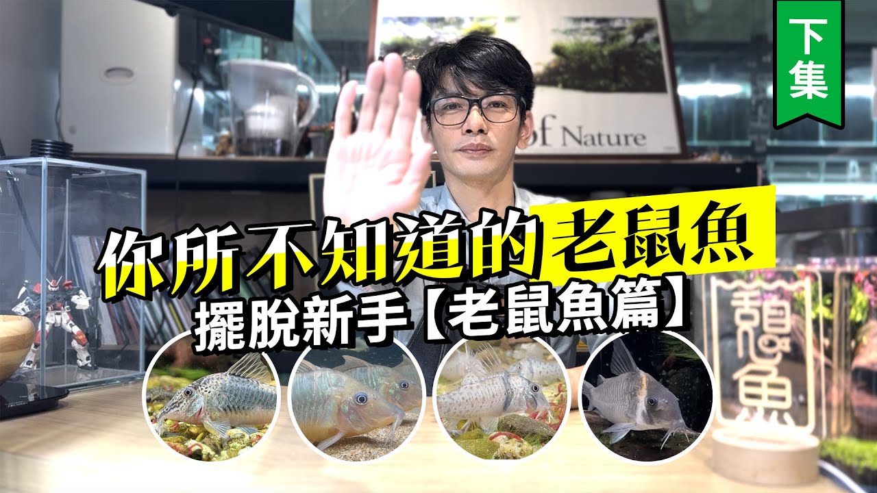 你所不知道的「老鼠魚」!擺脫新手【鼠魚篇】---下集
