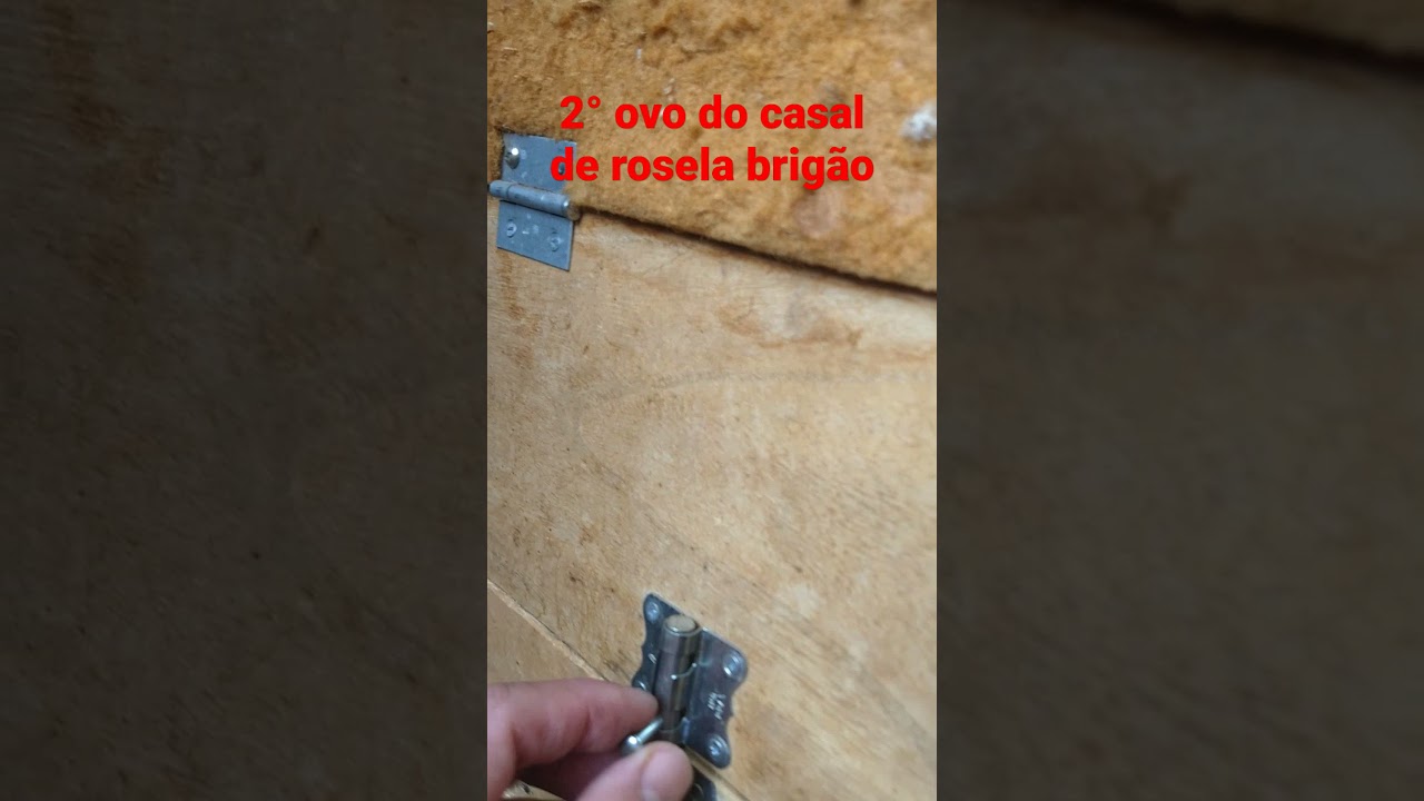 2&deg; ovo Casal de Rosela brig&atilde;o