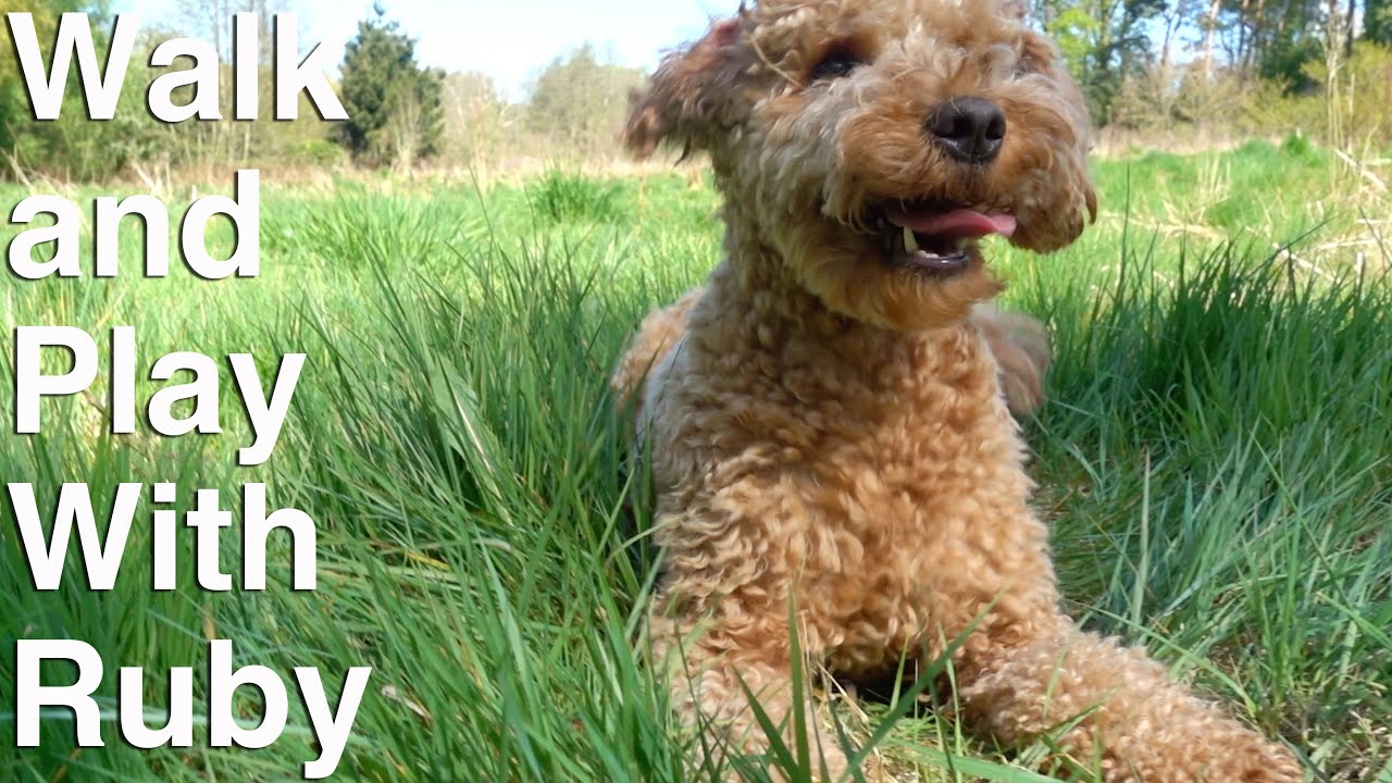 A Short Morning Dog Walk With Ruby | Retrieves and Play