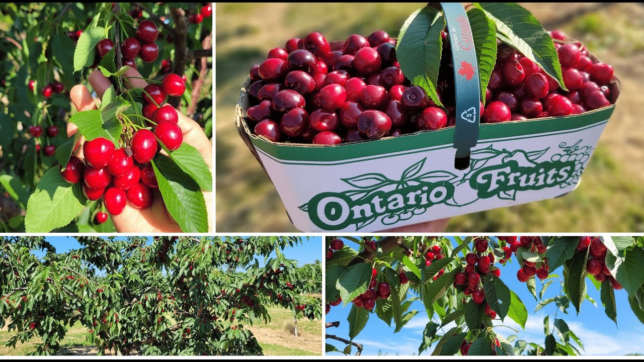 Cherry Picking in Canada - Summer 2022 | Cherry farm tour | Pick your own fruit | Sun Valley Farms