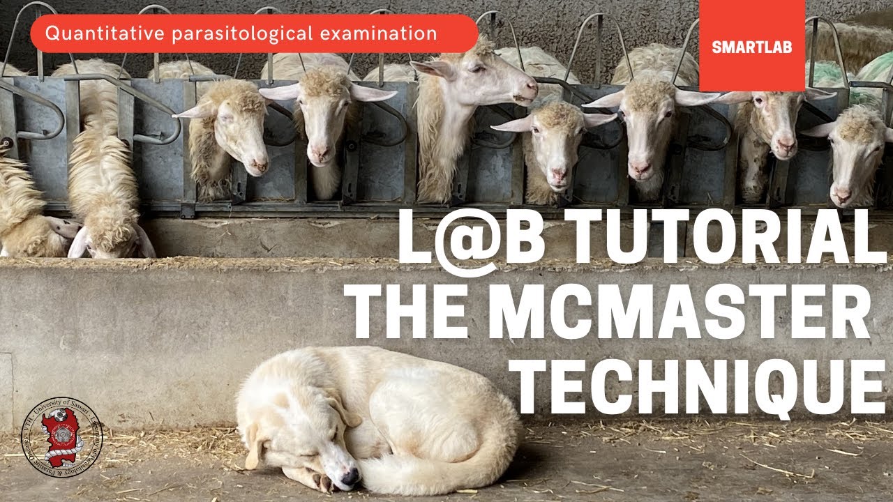 How to make a quantitative parasitological examination? the McMaster technique - SMARTLAB
