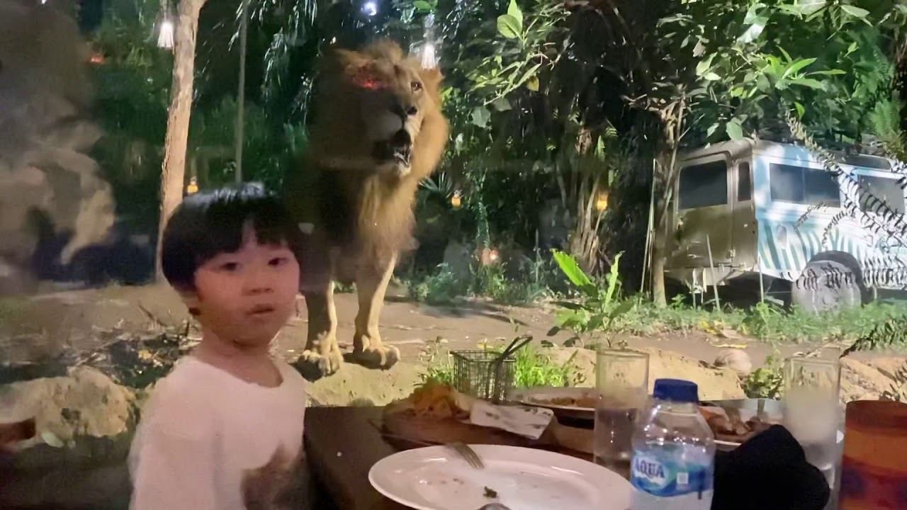 Bali Night Safari - Singa menjadi temanmu ❤️