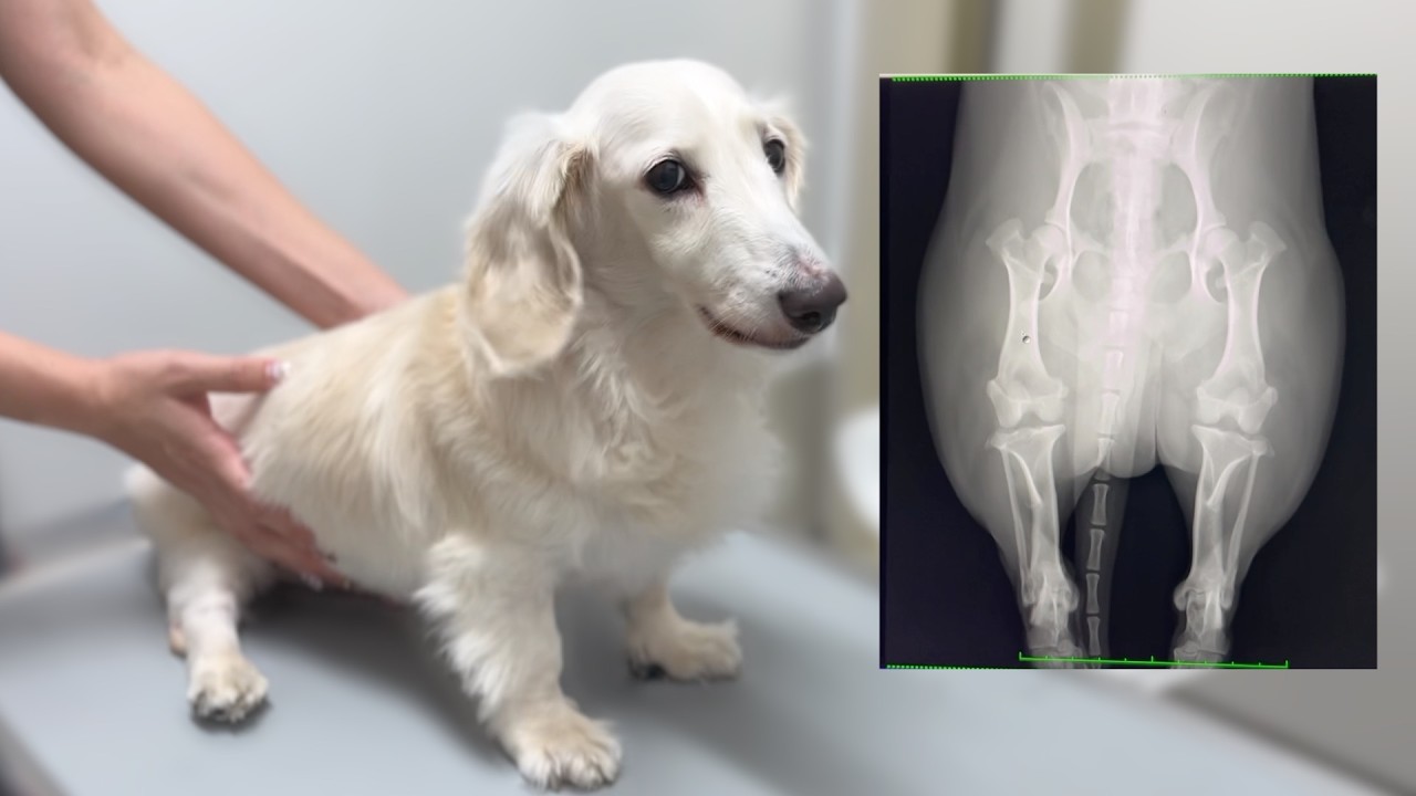 歩き方がおかしいと言われ続けた愛犬の足に異常が見つかりました