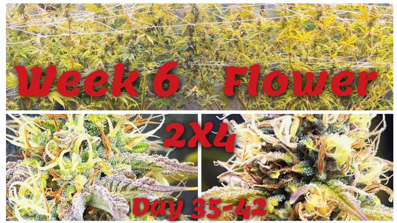 Week 6 Flower Botched 2X4 grow