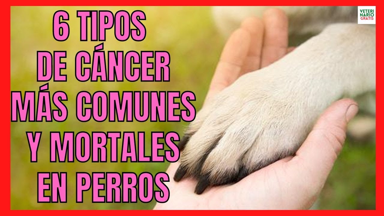 🆘 6 TIPOS DE C&Aacute;NCER M&Aacute;S COMUNES Y MORTALES EN PERROS 🆘
