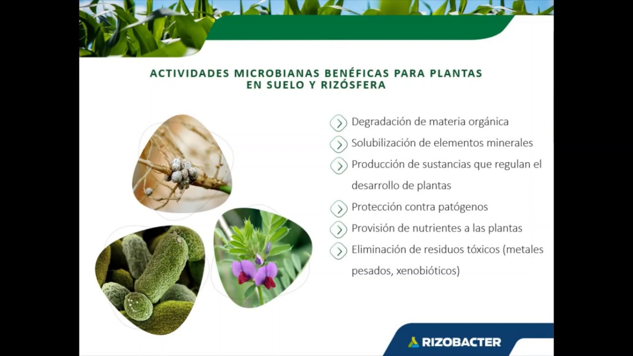 Uso de fertilizantes Biológicos para capturar nutrientes del suelo.