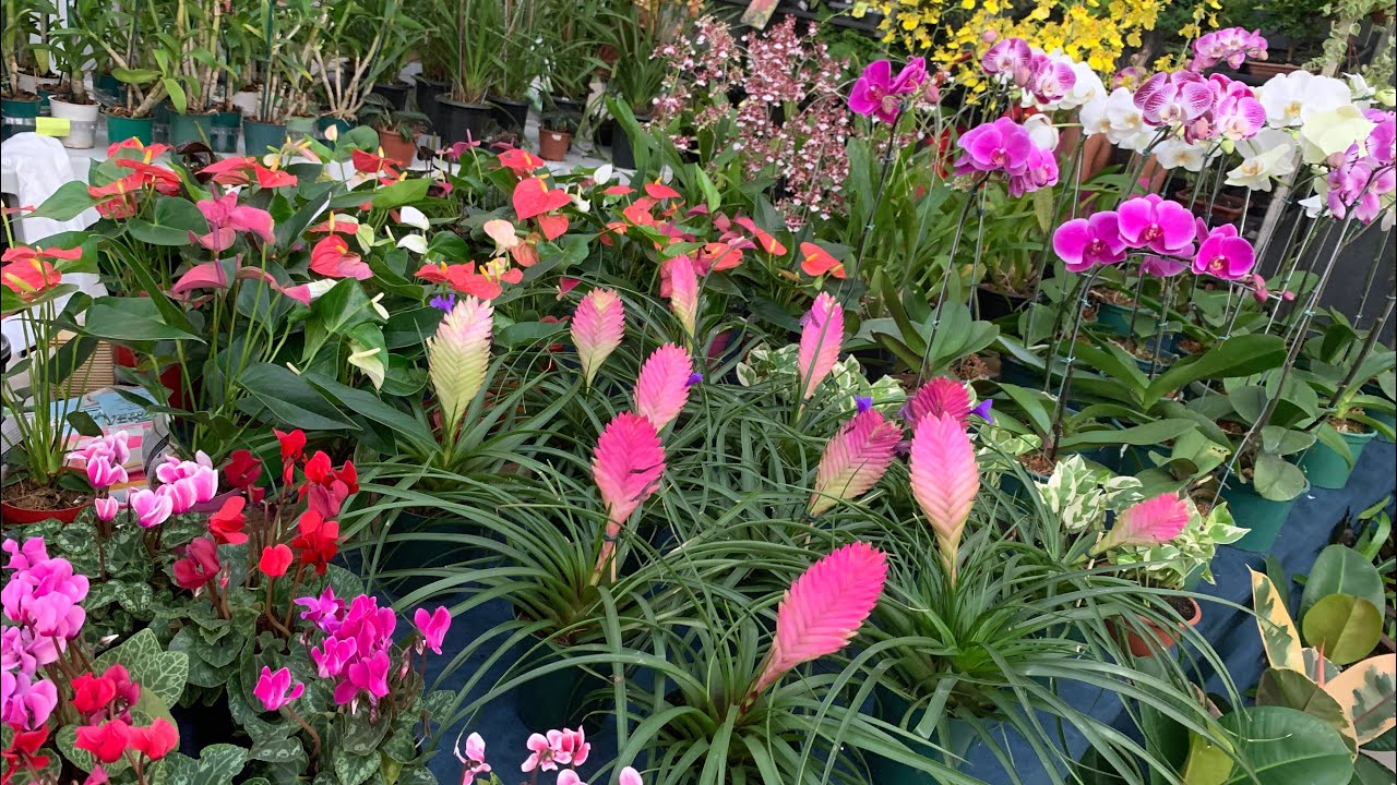 EXPOSIÇÃO DE ORQUÍDEAS DE APARECIDA DE GOIÂNIA 2025🌺