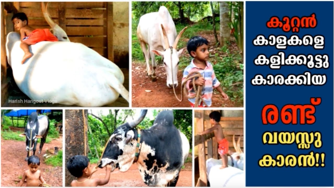 കാള പൂട്ട് കാളകളെ കളിക്കൂട്ടുകാരക്കിയ രണ്ട് വയസ്സുകാരൻ |  Two-year old who made bulls his playmates