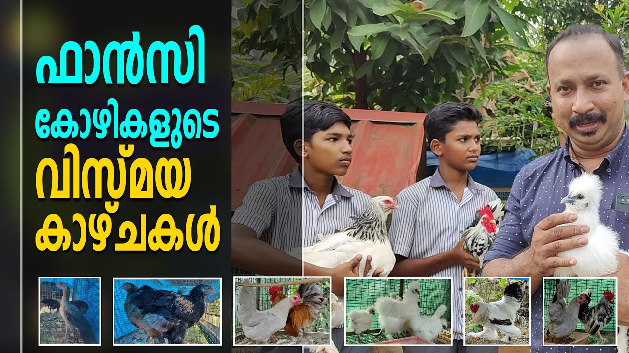 ഫാൻസി കോഴികളുടെ വിസ്മയ കാഴ്ചകൾ ||  Best Fancy Chicken Breeds || 0048 || Hakkim Pets World