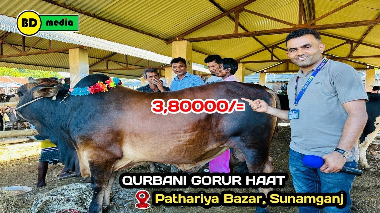 Cattle Market, Gorur Haat Pathariya Bazar - Sunamganj 2025 গরুর হাট পাথারিয়া বাজার - সুনামগঞ্জ ২০২৫