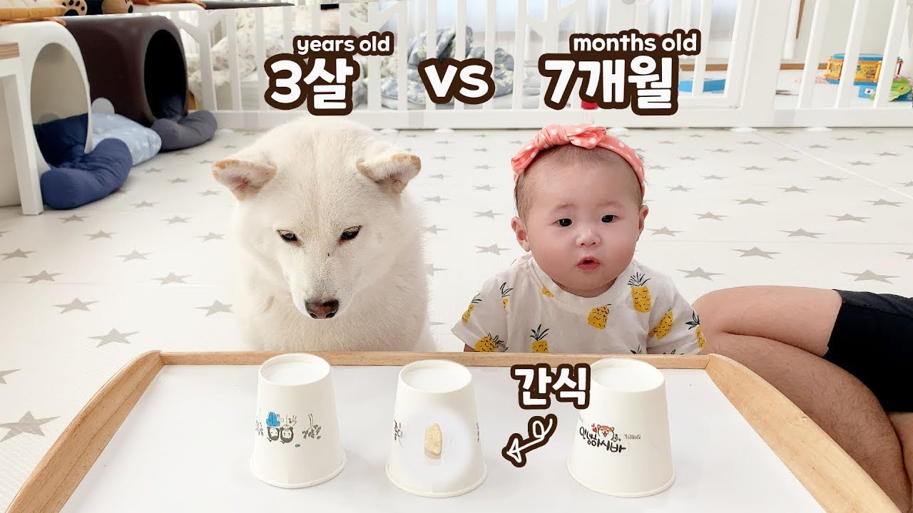 7개월 아기와 3살 강아지의 지능 테스트!! ㅋㅋㅋ