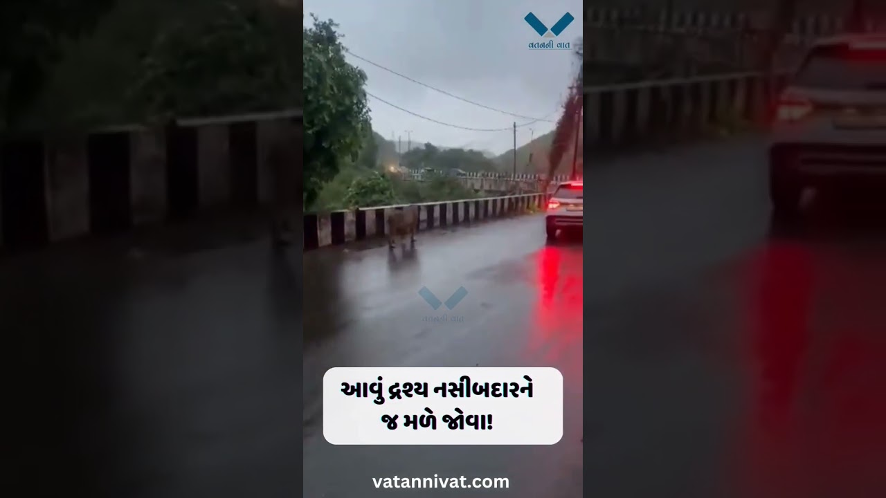 આવું દ્રશ્ય નસીબદારને જ મળે જોવા!!#GujaratFlood  #Junagadh #lion #savaj #JunagadhRain #JunagadhFlood