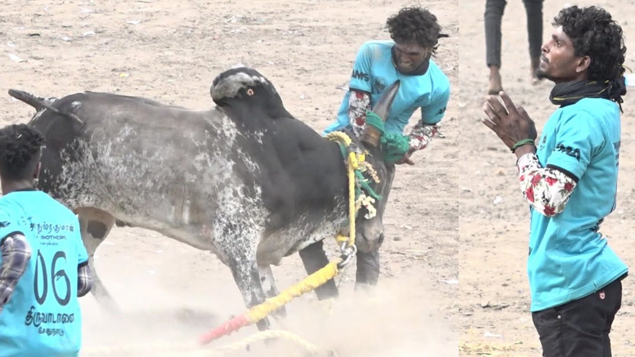 களமே அதிர்ந்த ஆட்டம் கோட்டநத்தம்பட்டி திருப்பதி தேவர் காளை VS திருவாடானை AMS நண்பர்கள்