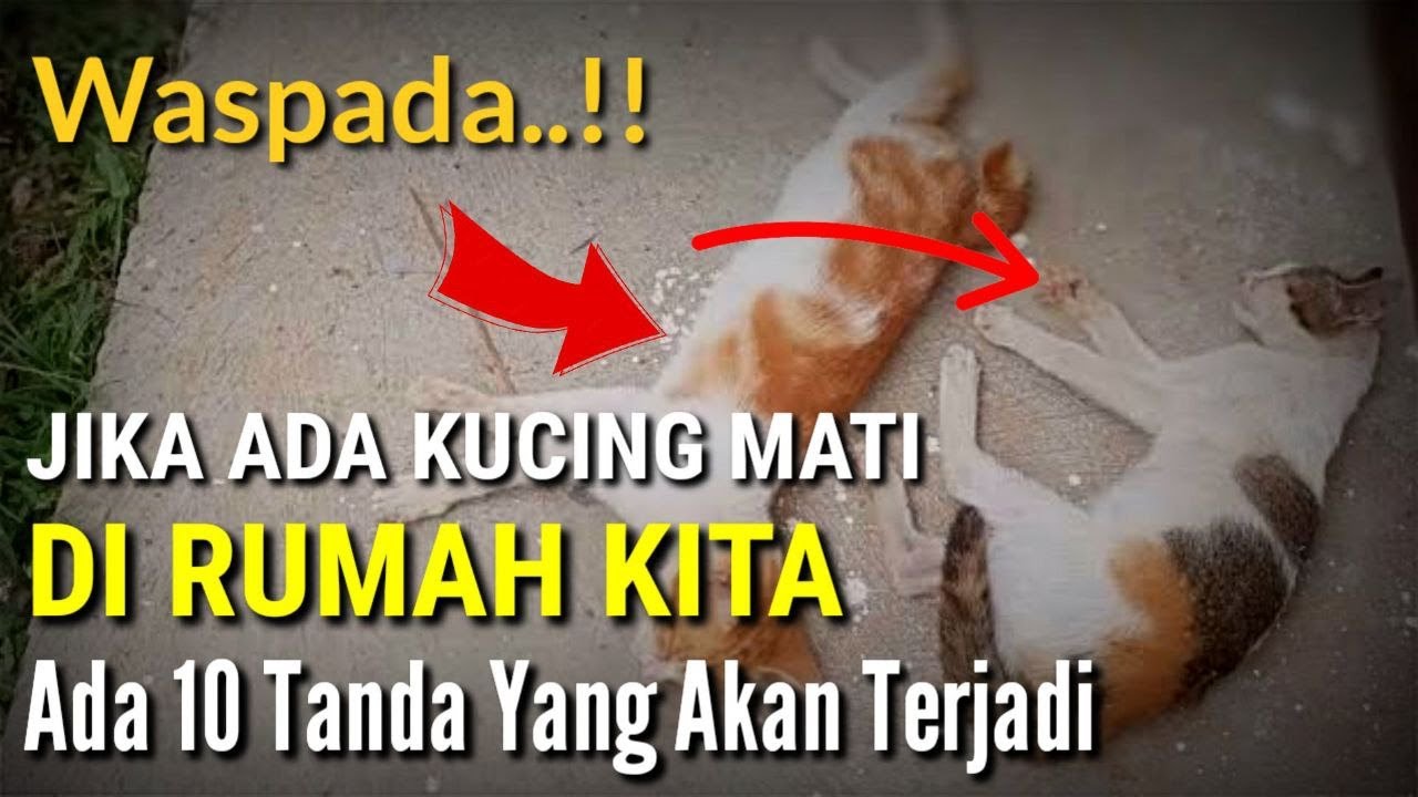 HATI - HATI !! Jika Kucing Mati Di Rumah Kita, 10 Hal Ini Bisa Terjadi