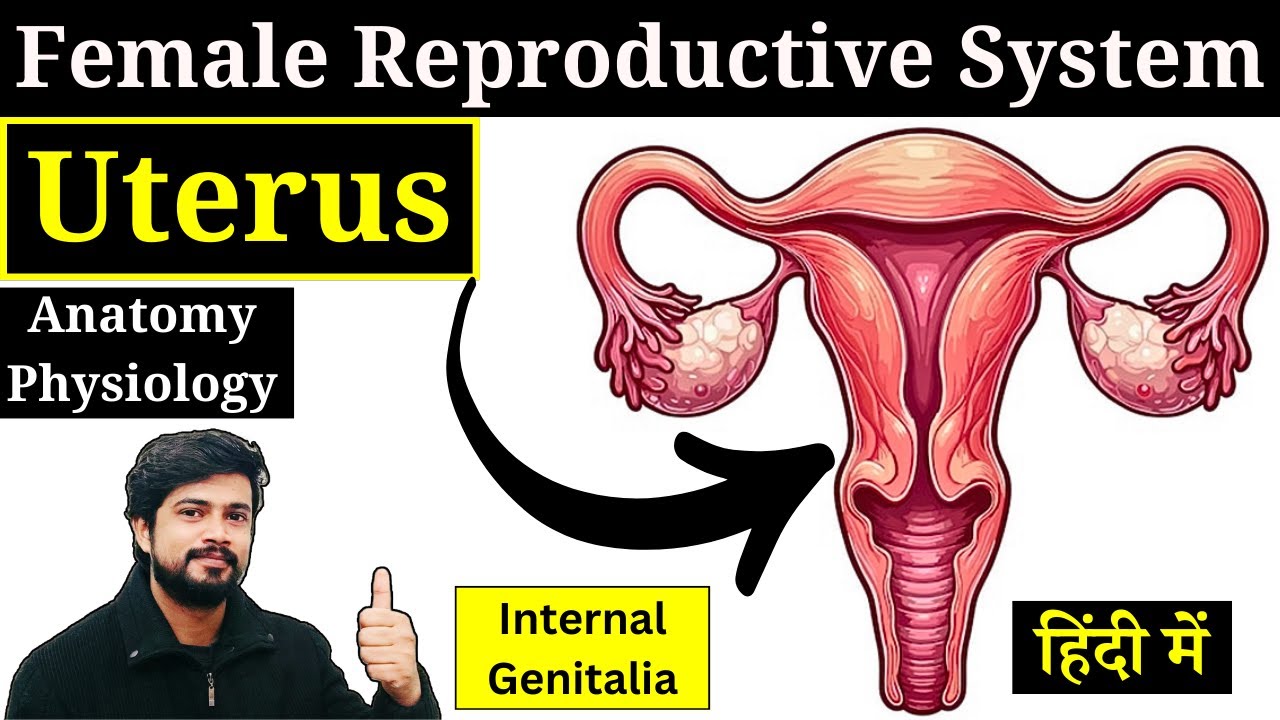 Uterus Anatomy and Physiology in Hindi | Cervix | Female Reproductive System | GNM | Nursing | Notes
