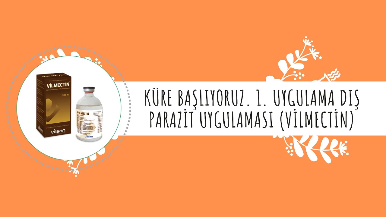 K&uuml;re başlıyoruz. 1. Uygulama  Dış parazit uygulaması (Vilmectin)
