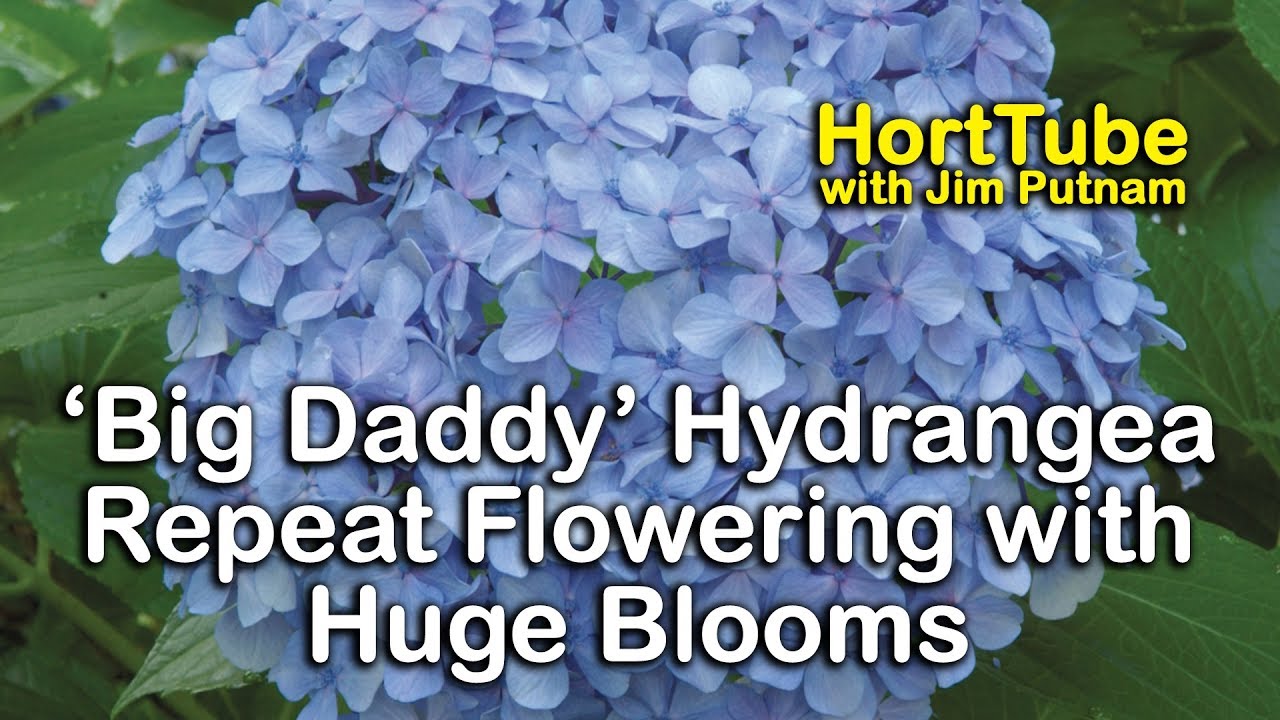 'Big Daddy' Hydrangea - Repeat Flowering with Huge Blooms