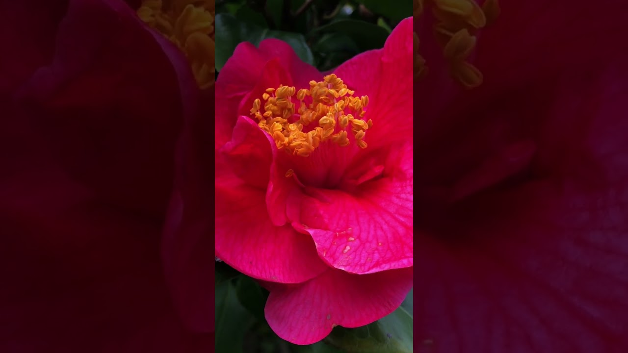 Nature's Rejuvenation