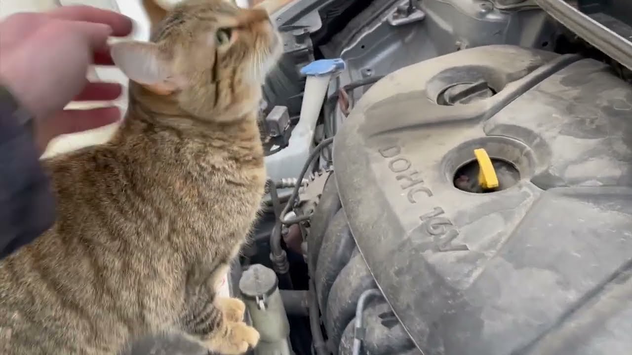 P0456 Check Engine Code, Fixed.