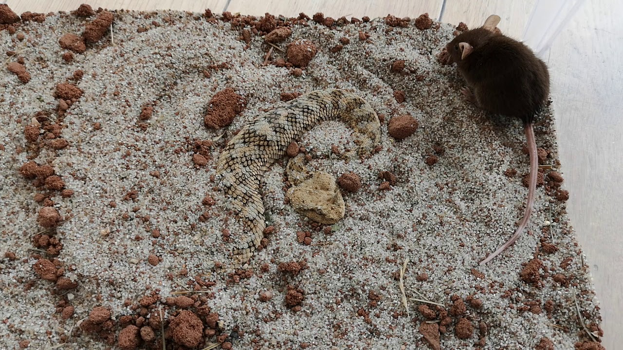 Saharan Horned Viper Strike